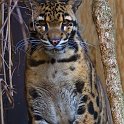 slides/_MG_5181.jpg wildlife, feline, big cat, cat, predator, fur, marking, clouded, leopard, eye WBCS27 - Clouded Leopard
